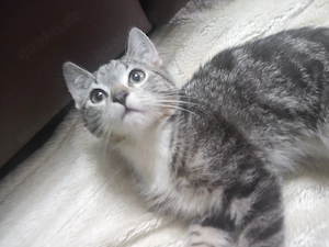 Khao Manee Kitten  Männlich suchen ein zu Hause Jungkätchen, Babykätzchen