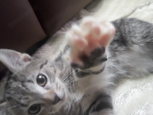  Khao-Manee Kätzchen Babykätzchen 1 KATER geblieben