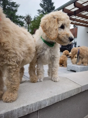Abgabebereiter Pudel Königspudel Großpudel Riesenpudel Standardpudel creme weiss braun apricot Hund
