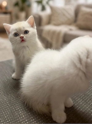 Glücks katze und bkh mix