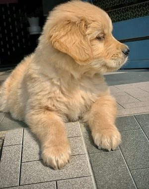 Golden Retriever Nico   liebevolles Zuhause gesucht   