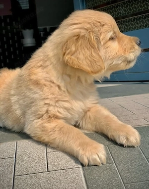 Golden Retriever Nico   liebevolles Zuhause gesucht   