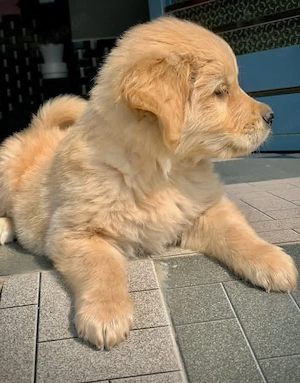 Golden Retriever Welpe Cooper   liebevolles Zuhause gesucht   