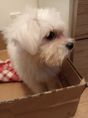 Bichon Malteser mini 