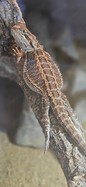 Bartagame pogona vitticeps kupferrot het trans