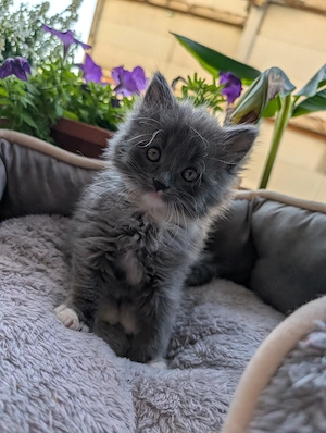 Katzenbabys Maincoon Mischling