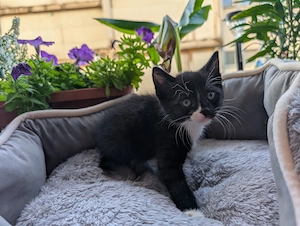 Katzenbabys Maincoon Mischling
