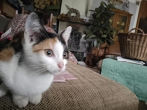 Kätzchen Mieze Katzenbaby 