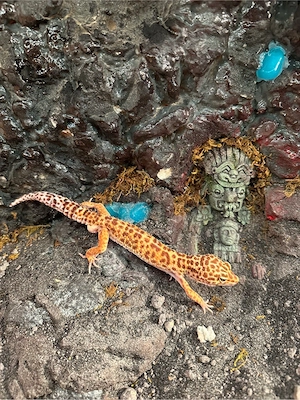 Leopardgecko mit dem oberen komplett eingerichtetem Terrarium abzugeben