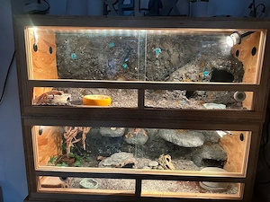 Leopardgecko mit dem oberen komplett eingerichtetem Terrarium abzugeben