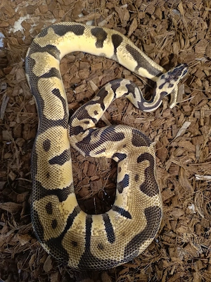 Königspython 1.0 Leopard Enchi Pastel