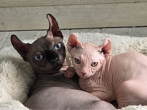Wunderschöne, 12 Wochen alte Sphynx-Kätzchen abzugeben