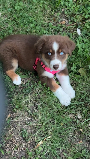    Australian-Shepherd-Welpe sucht liebevolle Familie