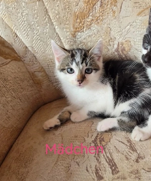 Kitten Katzen babys  1 Katze und 1 Kater 