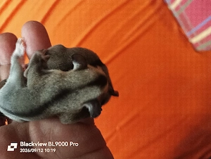 2 Sugar Glider Männchen 