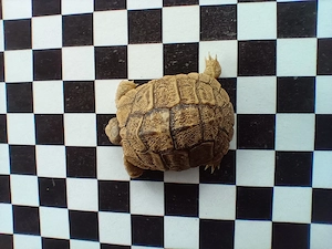 Testudo kleinmanni, NZ aus 25 26