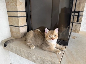 BKH-Kater Golden und Creme