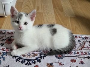 !! Süßer Mischlingskater sucht noch ein Zuhause !!