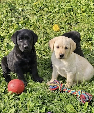 Traumhafte Labrador Welpen in gelb und schwarz.