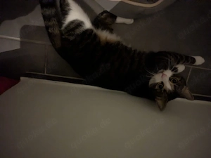 2 Katzen Geschwister 