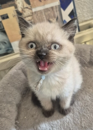 BKH Seal Point Kitte