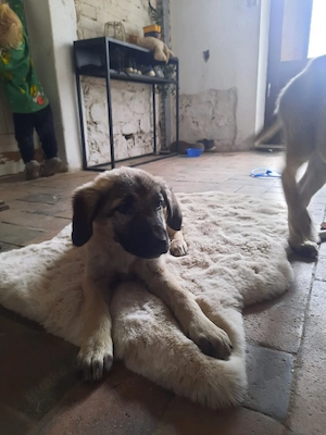 Zwei Kangal Kaukasier junge suchen ihr zu Hause