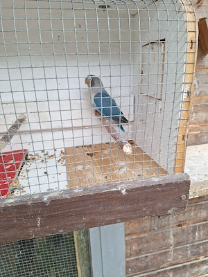 Volierenvögel 
