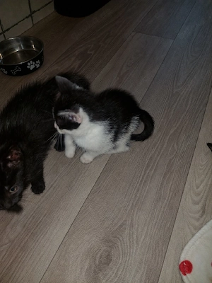 Kitten abzugeben