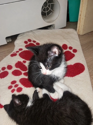 Kitten abzugeben