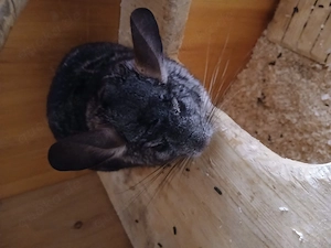 Chinchilla abzugeben 3 jahre 