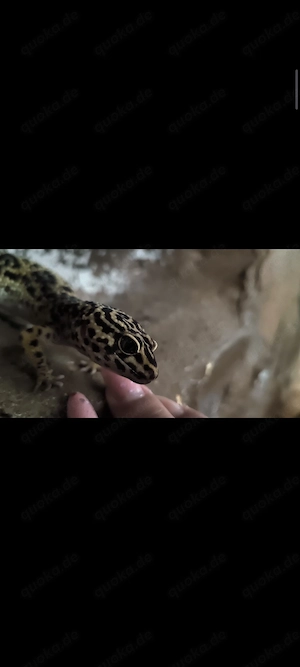 Leopardgekos mit Terrarium 