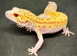 Sunfire Radar Pied 0.1 Leopardgecko