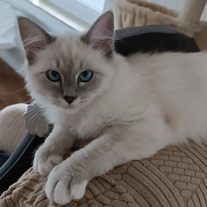 Reinrassige Heilige Birma Kitten