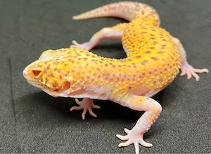 Sunfire Radar Pied 0.1 Leopardgecko