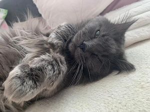 kinderlieber kater 
