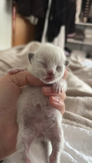 BKH kitten