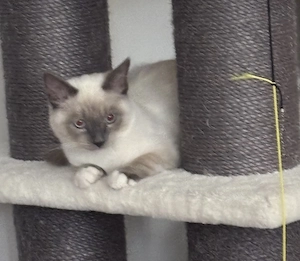 2 ragdolls zum weggeben 