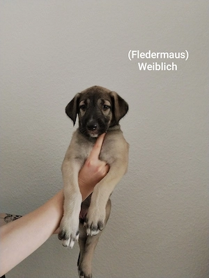 Irischer Wolfshund Mix Welpen 