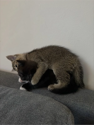 jungkatzen suchen ihr für immer zuhause 