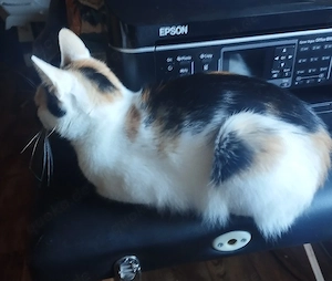 2 Jahren alt Katze