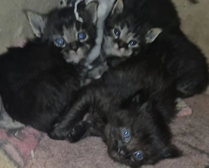 Zuckersüße Main-Coon Mix Kitten 