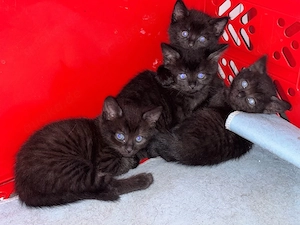 Baby Kater sucht ein Zuhause 