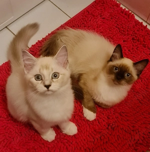 Heilige Birma  BKH Kitten 