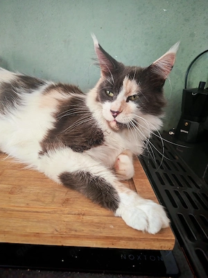 Reinrassige Maine Coon weiblich
