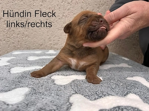 Bordeauxdoggewelpen 