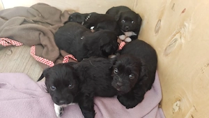 Terrier-Mix Welpen suchen neues zuhause 