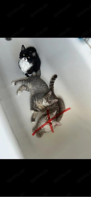 Britisch Kitten 