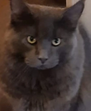 Maincoon Kater sucht ein neue zuhause 