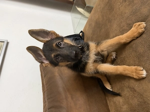 Schäferhund 