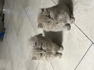 Katze Main Coon mix grau Weibchen 12 Wochen 